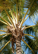 Sous les palmiers : r&ecirc;ve d'&eacute;vasion tropicale